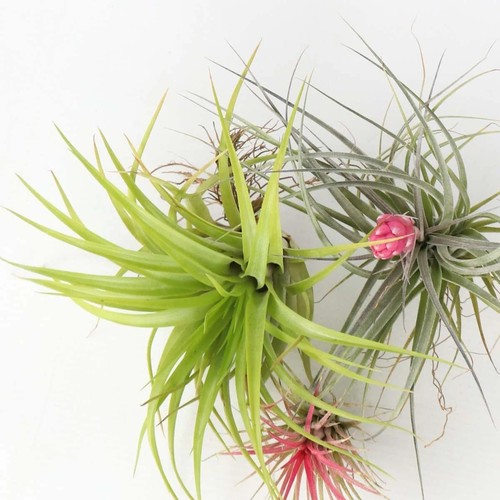 Tillandsia mix in - tillandsia, (bromelia)