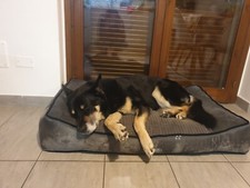 CUCCIA PER CANI TAGLIA GRANDE DA INTERNO (MATERASSO E CUSCINO LETTO XL)