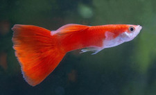 GUPPY PEOELICIDA RETICULATA