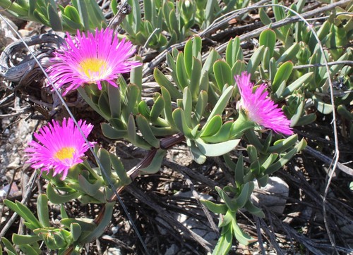 Carpobrotus quadrifidus vaso