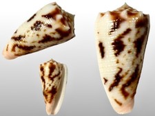 Conidae, Conus moluccensis
