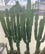 Pianta Di Euphorbia Eritrea Ramificata Altezza Cm 155/160 In Vaso 