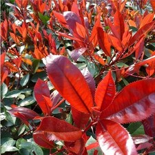 Photinia x Fraseri Little Red