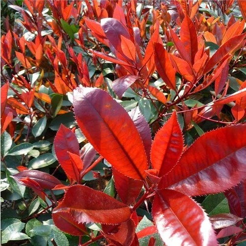 Photinia fraseri little red - photinia,