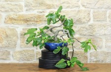 Bonsai di Fico (83)