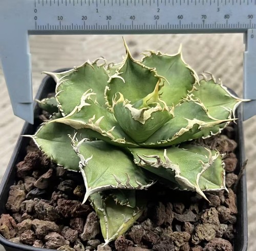Vendita rara pianta - , cactus