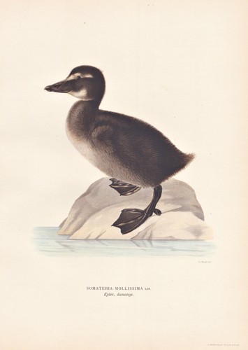 Eiderente eider anatra pulcino - eider,