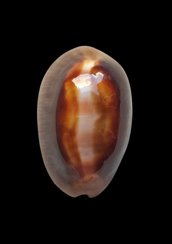 Shell conchiglia cypraea - shell,