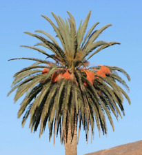Phoenix canariensis 20-40cm -