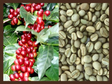 30 Semi DI CAFFE'  Pianta Del Caffè (Coffea Arabica) SEMI FRESCHI DECORTICATI