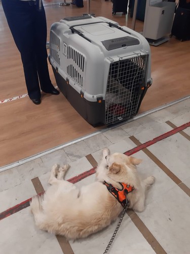 Mps trasportino aereo per - mps, cani