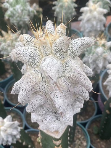 Astrophytum myriostigma