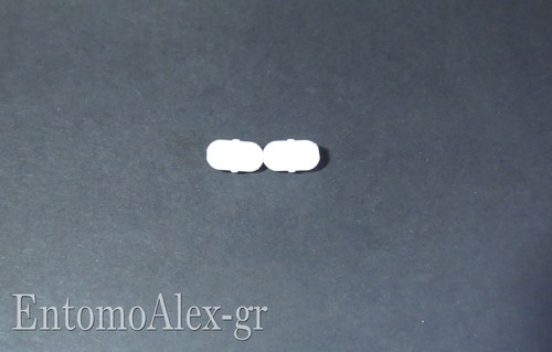 Ancoretta magnetica ptfe - ancoretta,