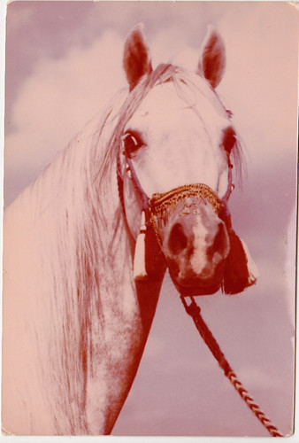 Pferd postkarte araber - , ***
