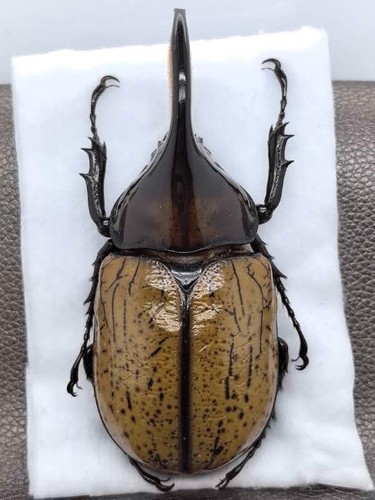 Dynastes hyllus moronii 90 - moronii, 89-90