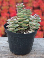 Pianta crassula perfossa - di,