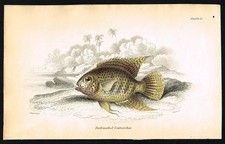 Stampa pesce jardine 1843 -