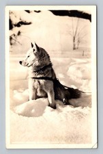 Cartolina Slitta Artico Cane