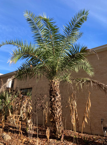 Live phoenix sylvestris palm - phoenix,