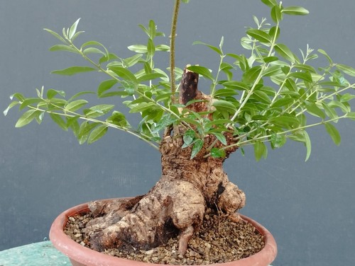 Bonsai olivastro 27x25cm - olivastro,