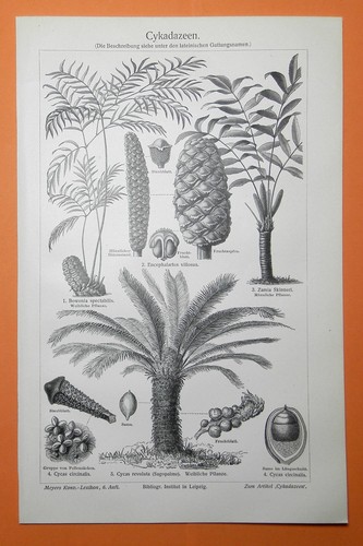 Cycadaceen cycas revoluta - cycas,