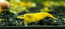10 Neocaridine Davidi Yellow