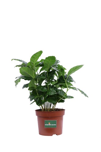 Pianta del caffè coffea - pianta,