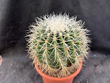ECHINOCACTUS GRUSONII V. ALBISPINUS CACTUS PIANTE GRASSE AGAVE SUCCULENTE 601