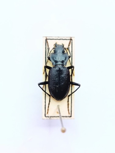 Entomology taxidermy - entomology,