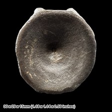 Ichthyosaur Vertebra Fossil