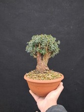 Bonsai taxus tasso