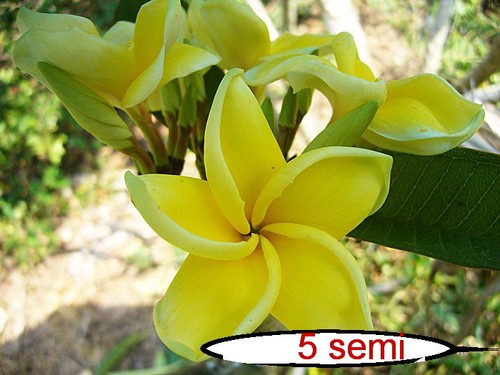 Semi plumeria yellow - di,