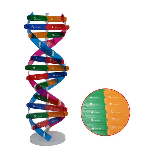 Kit modelli dna doppia elica - dna,