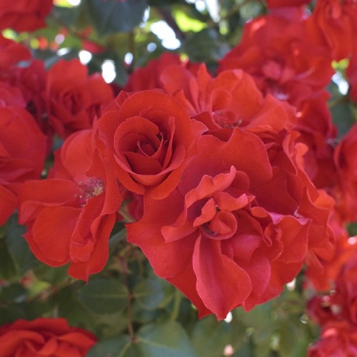 Pianta rosa sevillana - rosa, la