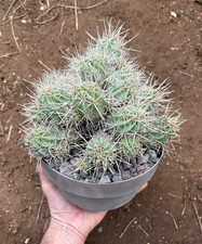 Echinocereus maritimus - echinocereus,