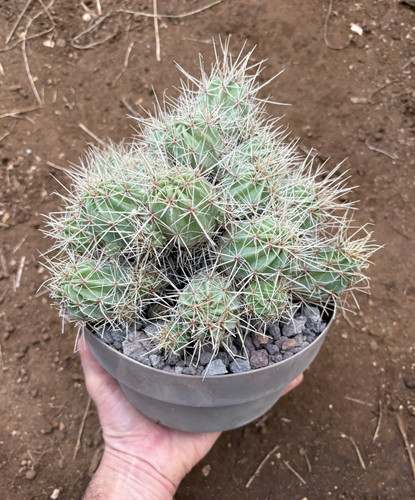Echinocereus maritimus - echinocereus,
