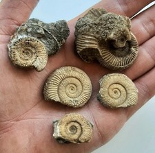 Lotto 5 AMMONITI Fossili Dactylioceras Athleticum - Giurassico Inf. - (F3)