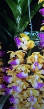 ORCHID PLANTS Vanda Aerodes