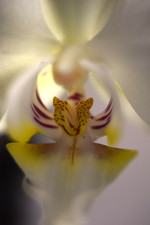 Obiettivo SIGMA Mini-Wide 28mm