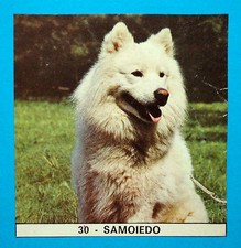 IL MONELLO I FEDELISSIMI 1971-Figurina-Sticker n.30 - SAMOIEDO