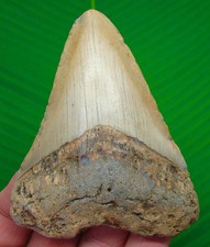 Dente squalo megalodonte - dente,
