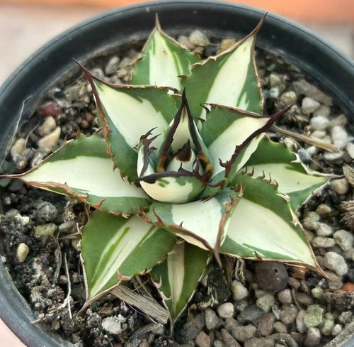 Vendita rara pianta agave - rara,
