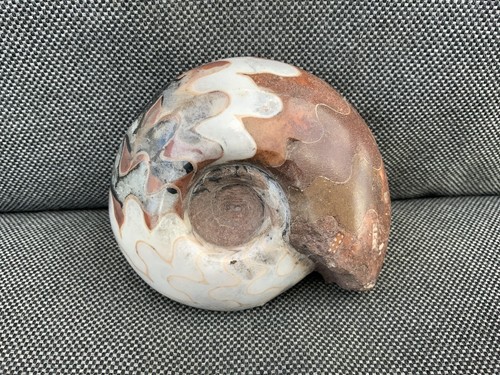 Goniatite ammonite - /,