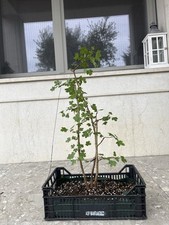 Ceppaia Bonsai di Acero