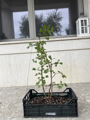 Ceppaia bonsai acero - ceppaia, di