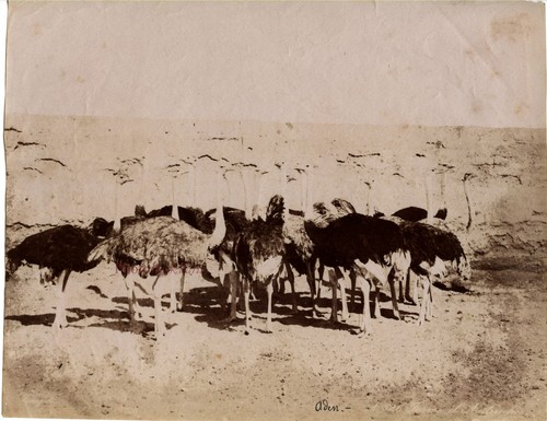 Yemen aden farm struzzo - farm,