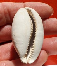 GASTÉROPODE FOSSILE PLIOCÈNE