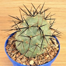 Tephrocactus alexanderi var