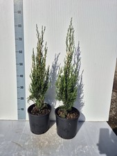 Cipresso toscano cupressus - cipresso,