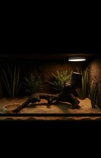 Legno di ulivo con tecnica Yakisugi Terrario